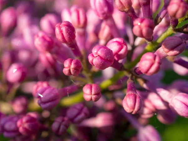 Ramo Fiorito Lilla Nel Giardino Vicino — Foto Stock