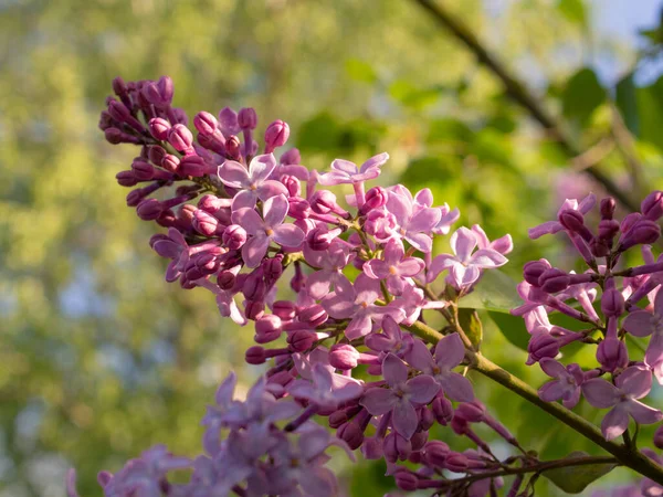 Bloeiende Tak Van Lila Tuin — Stockfoto