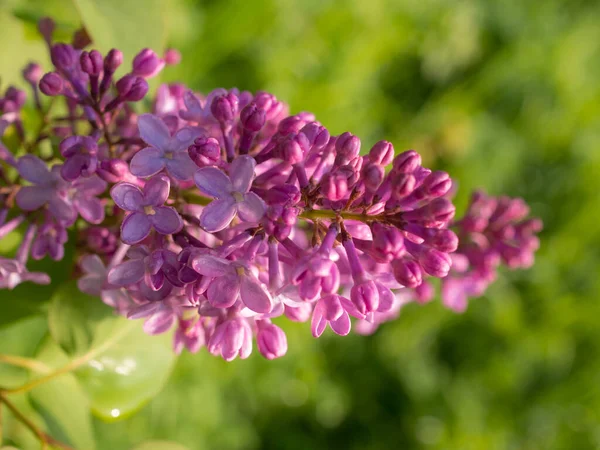 Ramo Fiorito Lilla Giardino — Foto Stock