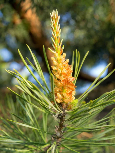 Pine Branch Young Cone Close — Stock Photo, Image