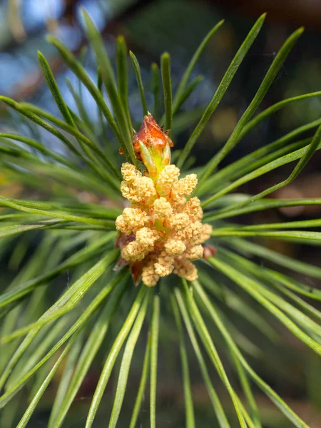 Pine Branch Young Cone Close — Stock Photo, Image