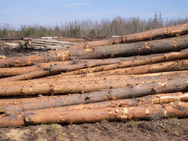 Güneşli bir günde yerde kesilen çam kütükleri