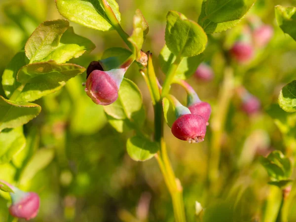 Blåbärsbuskar Med Unga Bär Sommarskogen — Stockfoto