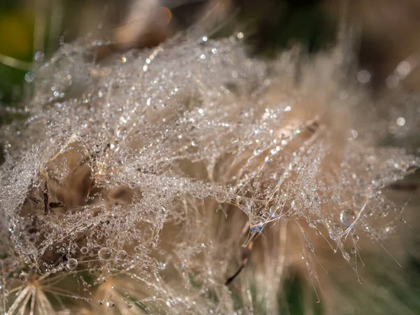 Druppels Van Morgen Dauw Een Plant Close — Stockfoto