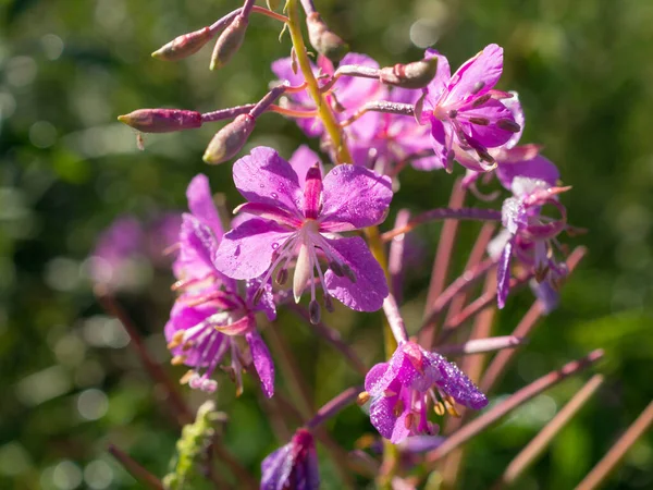 Virágzó Virága Fűszernövény Nyári Napon Közelkép — Stock Fotó