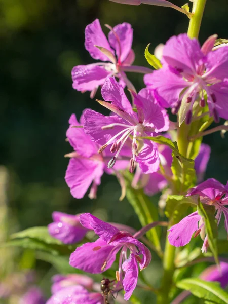 Kvetoucí Wiillow Bylina Letní Den Zblízka — Stock fotografie