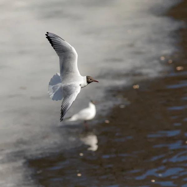 Seagull Flight Melting Ice River — Stock Photo, Image