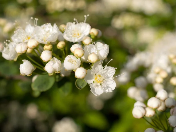Větev Kvetoucí Bílé Spirei Jaře Zblízka — Stock fotografie