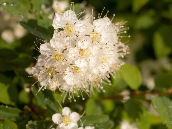 Kvetoucí Bílá Spirea Jaře Zblízka — Stock fotografie