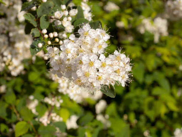 Spirea Bianca Fiorente Primavera Vicino — Foto Stock