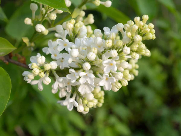 Ramo Lilla Bianca Primavera Primo Piano — Foto Stock