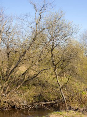 Suyun yanında söğütler açan bahar manzarası