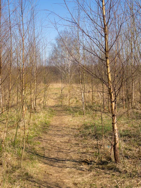 Paysage Avec Des Arbres Printemps Chemin Par Une Journée Ensoleillée — Photo