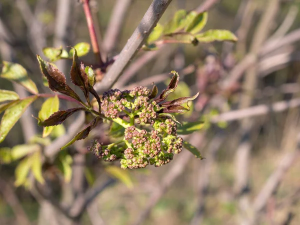 Elderberry Branch Buds Spring Closeup — Stock Photo, Image