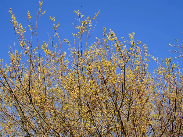 Branches Saule Fleurs Sur Fond Ciel Printanier — Photo