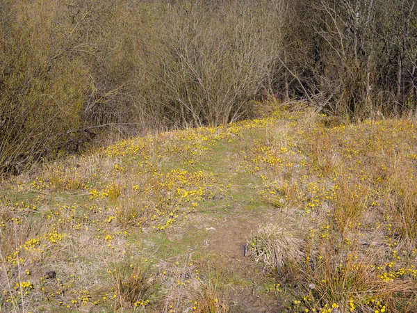 Paysage Printanier Avec Saules Fleurs Fleurs — Photo