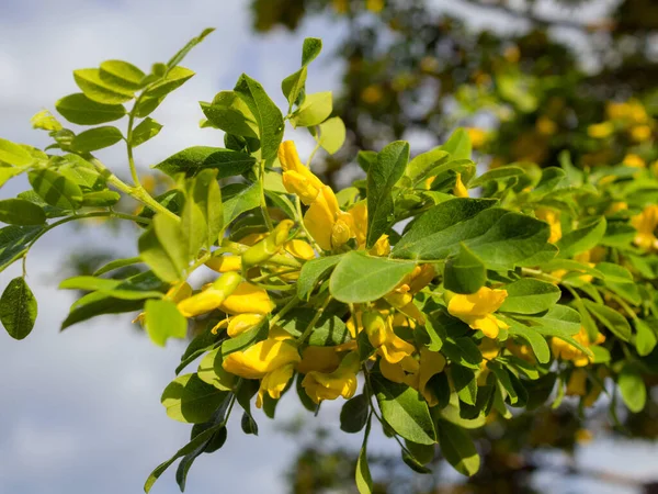 Flowering Branch Yellow Acacia Early Summer — Stock Photo, Image