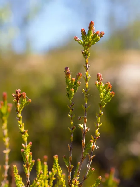 Heather Forest Close Summer — Stock Photo, Image