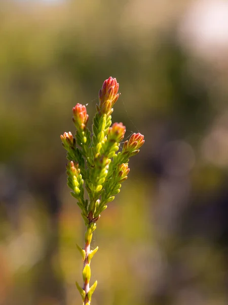 Heather Forest Close Summer — стоковое фото