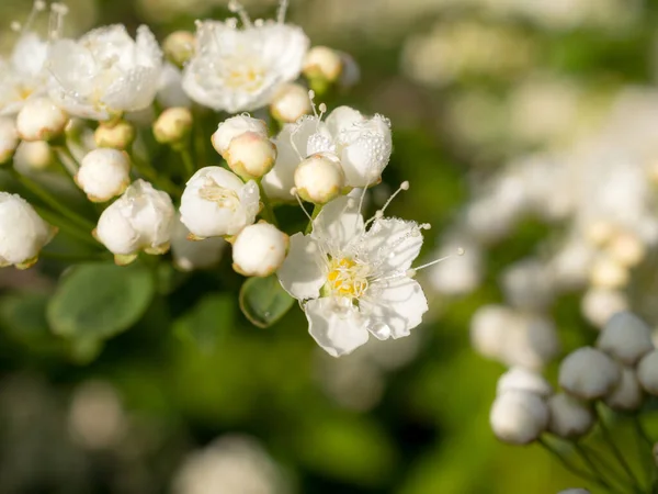 Blooming White Spirea Spring Close — Stock Photo, Image