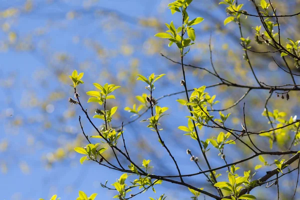 Willow Branches Green Leaves Foreground Spring — Stock Photo, Image