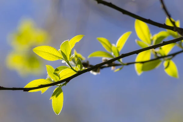 Branches Saule Avec Des Feuilles Vertes Premier Plan Printemps — Photo