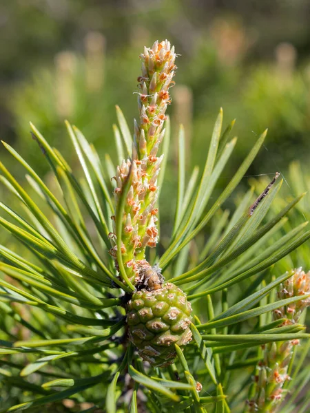 Pine Branch Green Cones Early Summer — Stock Photo, Image