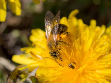 Baharda karahindiba üstünde arı yakın