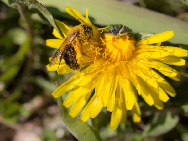 Baharda karahindiba üstünde arı yakın