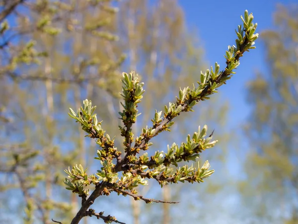 Ramo Olivello Spinoso Con Foglie Verdi Primavera — Foto Stock