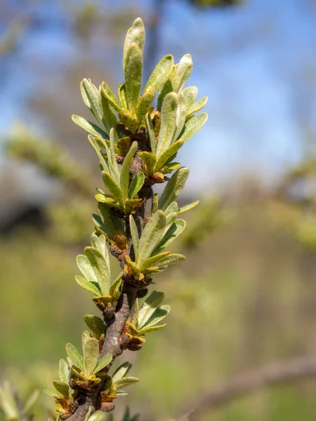 Κλαδί Ιπποφαούς Πράσινα Φύλλα Την Άνοιξη — Φωτογραφία Αρχείου