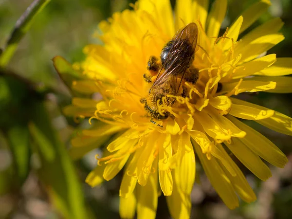 Méhecske Egy Pitypangon Tavasszal Közelkép — Stock Fotó