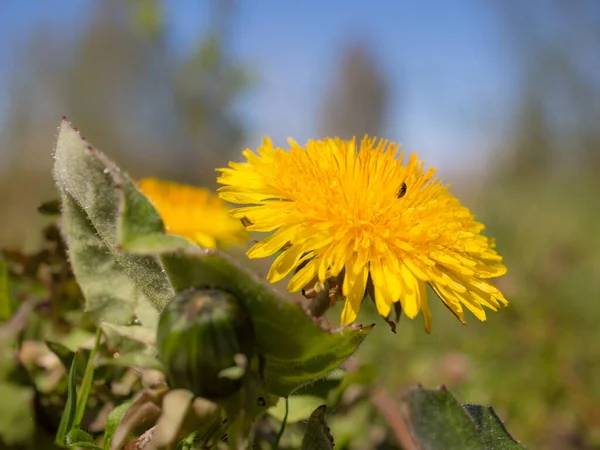 Yellow Dandelion Spring Day Close — Stock Photo, Image