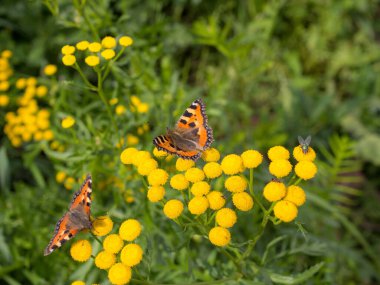 # İki parlak kelebek tansi çiçeklerin üzerinde # Yaklaş