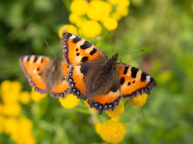 # İki parlak kelebek tansi çiçeklerin üzerinde # Yaklaş