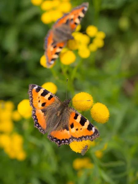 Twee Heldere Vlinder Tansy Bloemen Close — Stockfoto