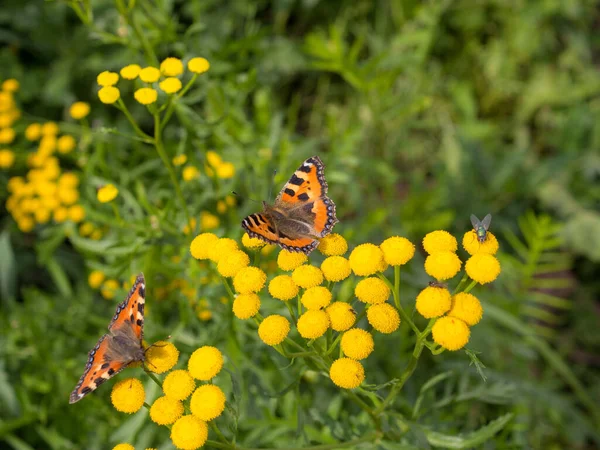 # İki parlak kelebek tansi çiçeklerin üzerinde # Yaklaş
