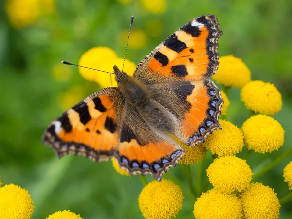 Parlak kelebek, parlak çiçekleri kaplıyor.