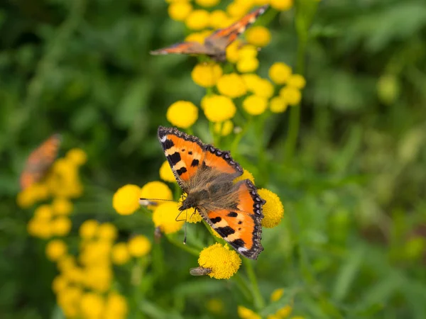 Jasne Pomarańczowe Motyle Piaszczyste Kwiaty Zbliżenie — Zdjęcie stockowe