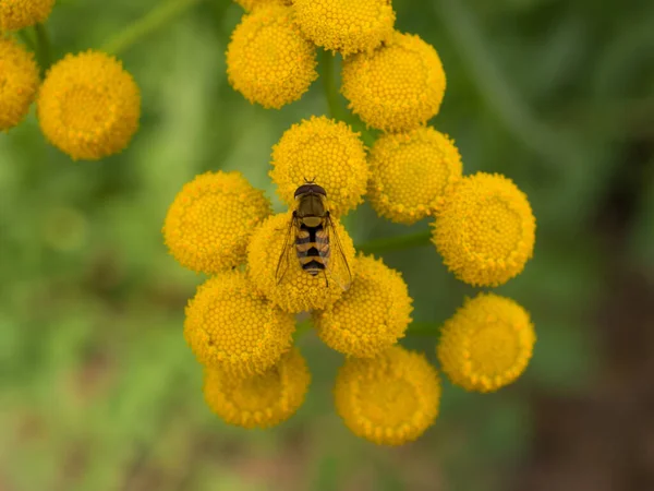 Hoverfly Sits Tansy Flowers Close — Stock Photo, Image