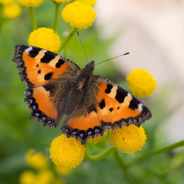 Borboleta Brilhante Flores Tansy Perto — Fotografia de Stock