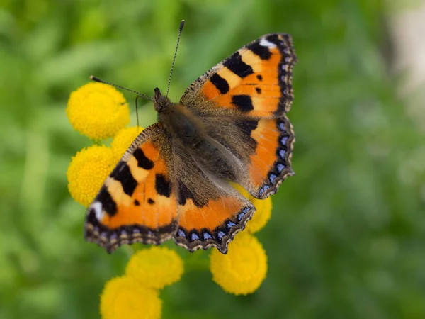 Mariposa Brillante Flores Tanaceto Cerca — Foto de Stock