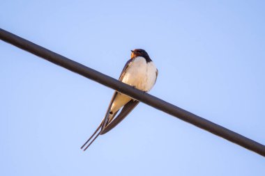 Kırlangıç gökyüzüne karşı kablolar üzerinde oturur.