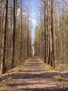 Bahar ormanlarında toprak yollu manzara