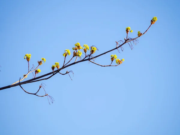 百花齐放的春天枫树枝条映衬蓝天 — 图库照片