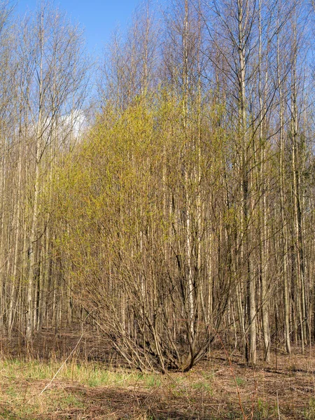 晴れた日の落葉樹林の春の風景 — ストック写真