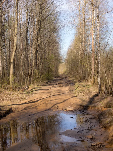 Krajobraz Polną Drogą Lesie Wiosennym — Zdjęcie stockowe
