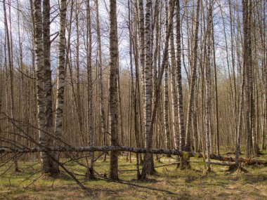 Güneşli bir günde huş ağacının bahçesinde bahar manzarası