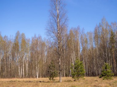 Baharda güneşli bir günde ormandaki manzara