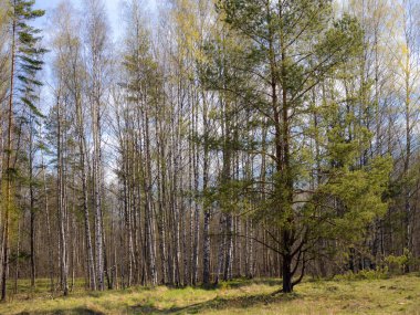 Baharda güneşli bir günde ormandaki manzara
